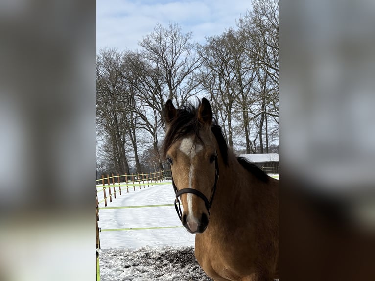 Pony tedesco Castrone 3 Anni 140 cm Falbo in FriesoytheFriesoythe