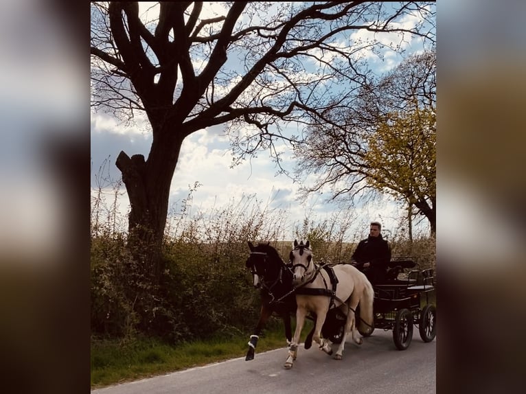 Pony tedesco Castrone 3 Anni 140 cm Palomino in MöhneseeMöhnesee
