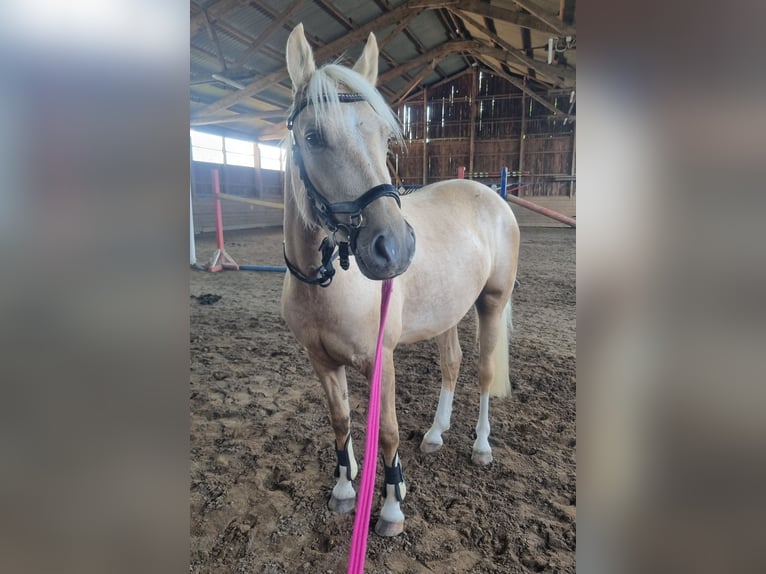 Pony tedesco Castrone 3 Anni 140 cm Palomino in Zarpen