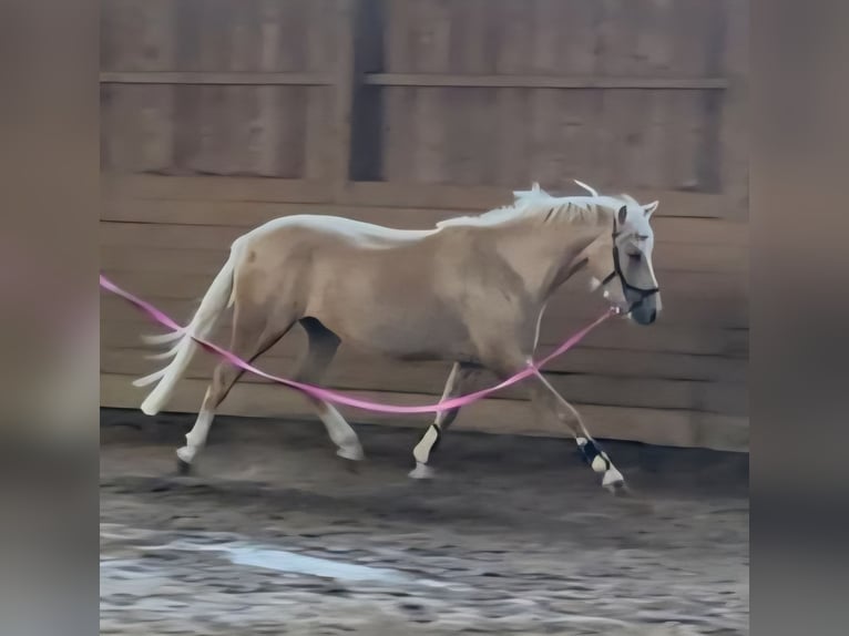 Pony tedesco Castrone 3 Anni 140 cm Palomino in Zarpen