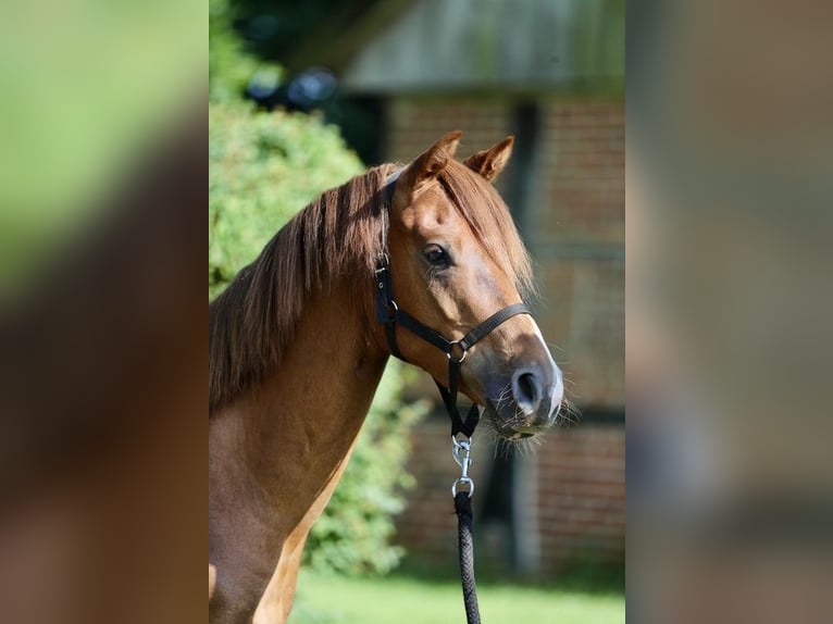 Pony tedesco Castrone 3 Anni 140 cm Sauro in Emsb&#xFC;ren