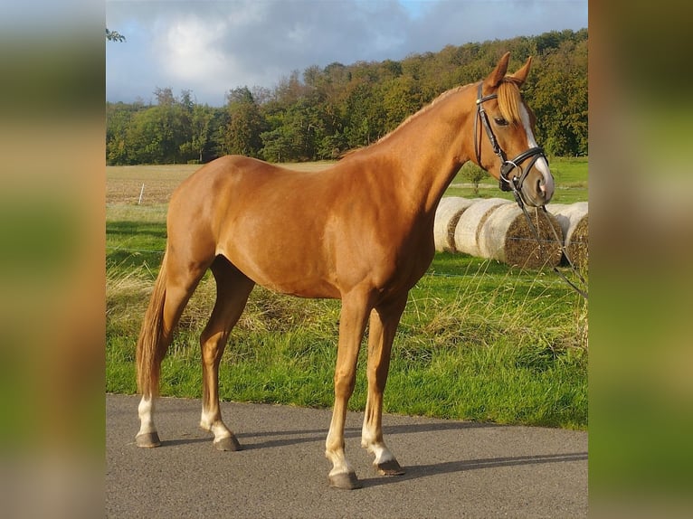 Pony tedesco Castrone 3 Anni 140 cm Sauro in Kirchworbis