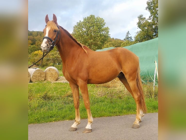Pony tedesco Castrone 3 Anni 140 cm Sauro in Kirchworbis