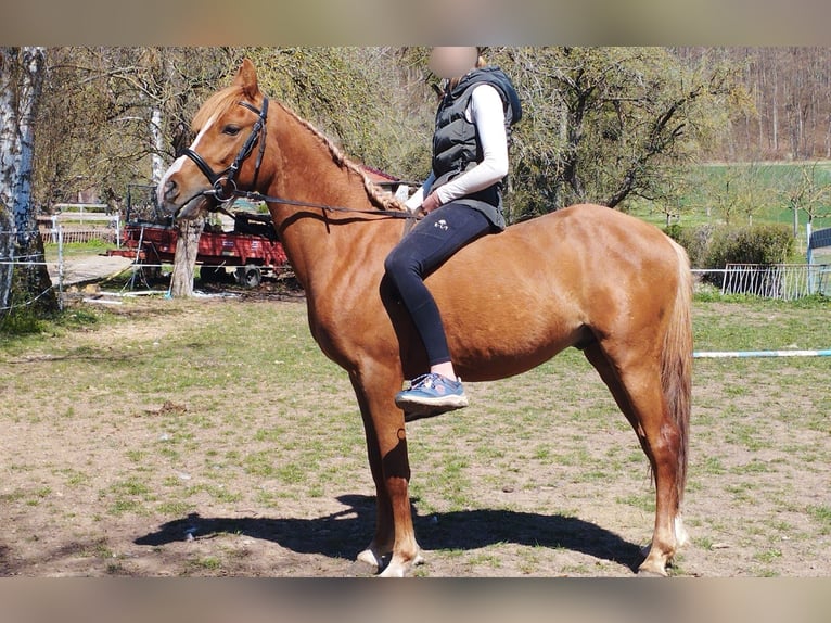 Pony tedesco Mix Castrone 3 Anni 140 cm Sauro in Kir