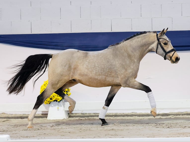 Pony tedesco Castrone 3 Anni 141 cm Falbo in Marsberg
