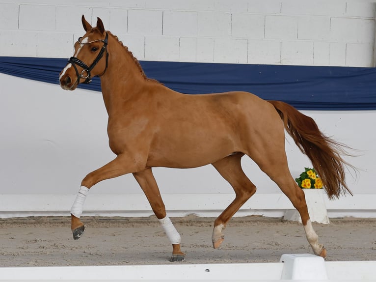 Pony tedesco Castrone 3 Anni 141 cm Sauro in Marsberg