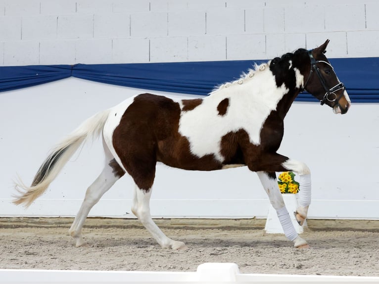 Pony tedesco Castrone 3 Anni 142 cm Pezzato in Marsberg