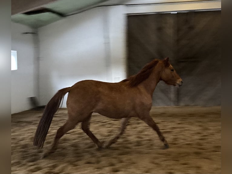 Pony tedesco Castrone 3 Anni 142 cm Red dun in bergen