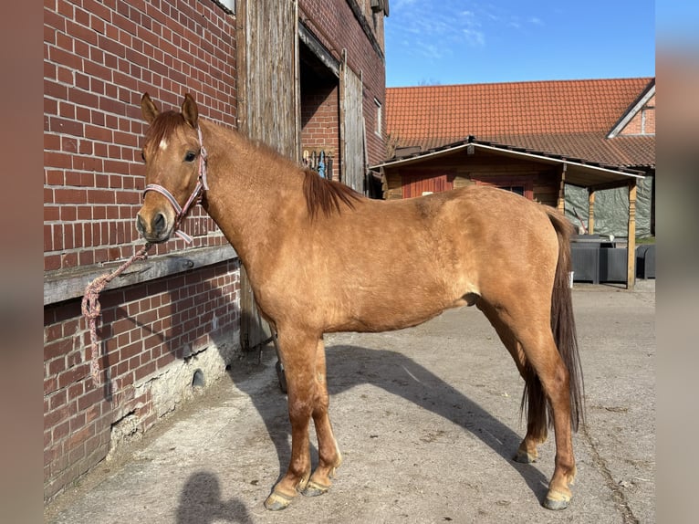 Pony tedesco Castrone 3 Anni 142 cm Red dun in bergen