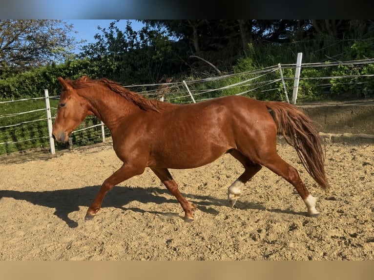 Pony tedesco Castrone 3 Anni 142 cm Sauro in Nottuln