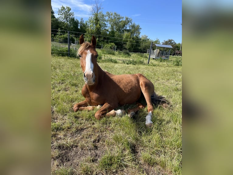 Pony tedesco Castrone 3 Anni 142 cm Sauro in Gröbzig