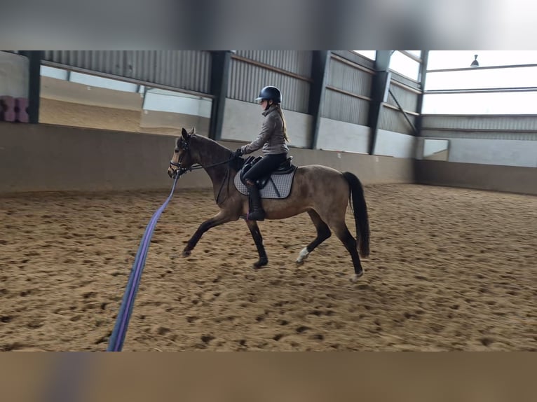 Pony tedesco Castrone 3 Anni 143 cm Pelle di daino in Perleberg OT Quitzow