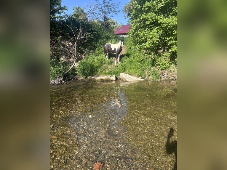Pony tedesco Castrone 3 Anni 143 cm Pezzato in Heinigstetten