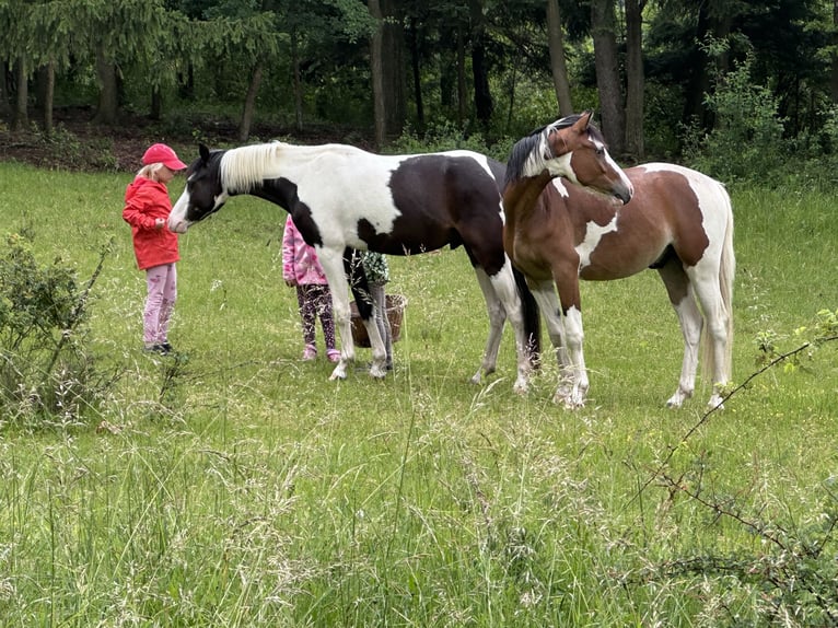 Pony tedesco Castrone 3 Anni 143 cm Pezzato in Heinigstetten