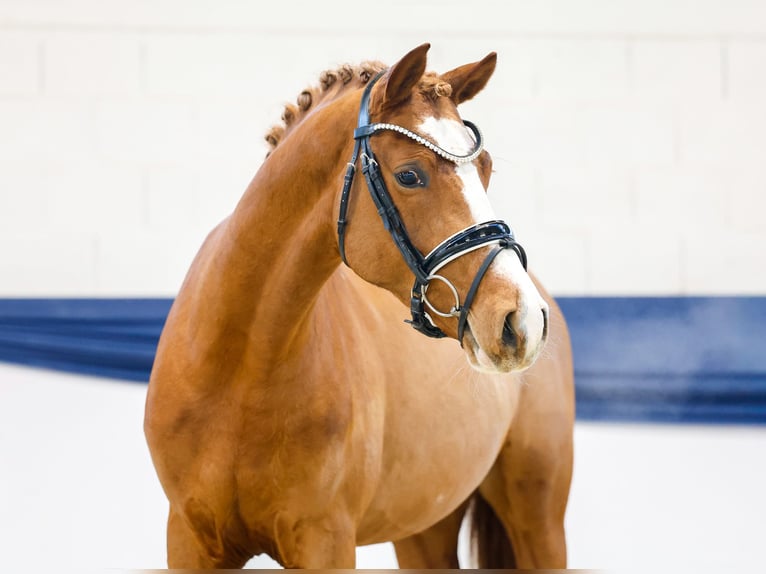Pony tedesco Castrone 3 Anni 143 cm Sauro in Marsberg