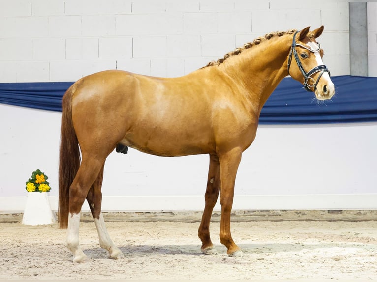 Pony tedesco Castrone 3 Anni 143 cm Sauro in Marsberg
