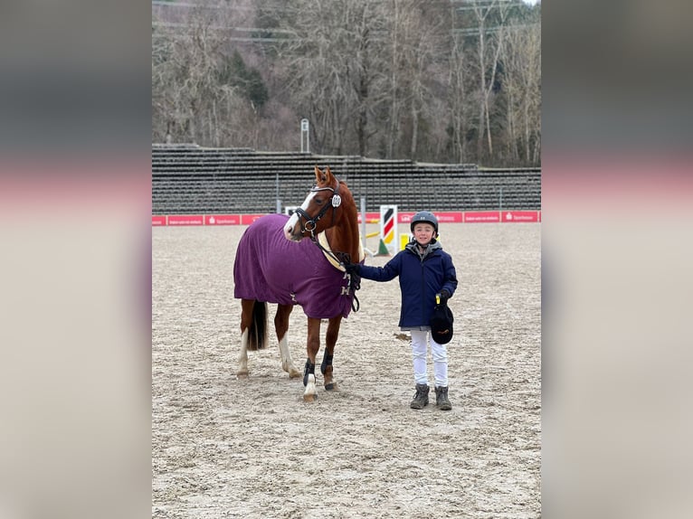 Pony tedesco Castrone 3 Anni 143 cm Sauro scuro in Auenwald