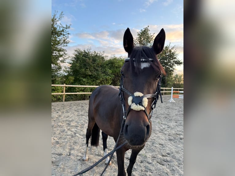 Pony tedesco Castrone 3 Anni 144 cm Baio in Ahrenshöft