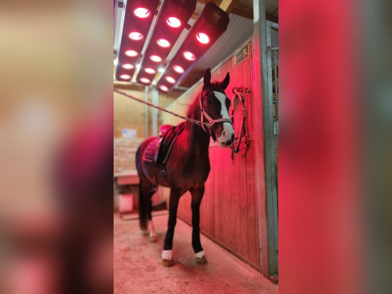 Pony tedesco Castrone 3 Anni 144 cm Baio nero in Lindau (Bodensee)