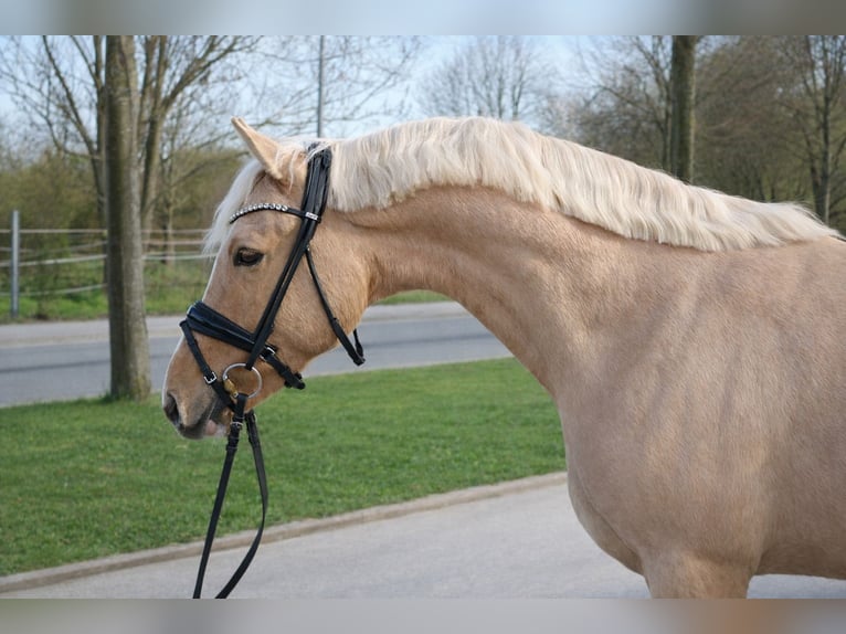 Pony tedesco Castrone 3 Anni 144 cm Palomino in Springe