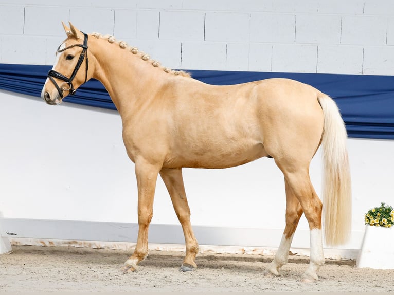 Pony tedesco Castrone 3 Anni 144 cm Palomino in Marsberg