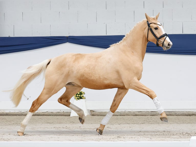 Pony tedesco Castrone 3 Anni 144 cm Palomino in Marsberg