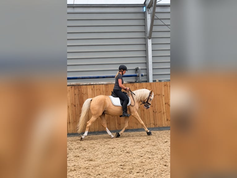 Pony tedesco Castrone 3 Anni 144 cm Palomino in Welver