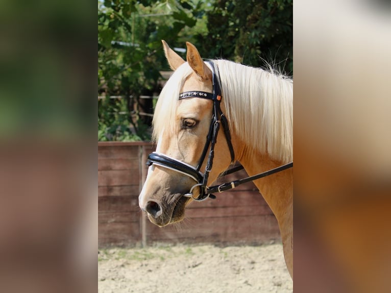 Pony tedesco Castrone 3 Anni 144 cm Palomino in Rees