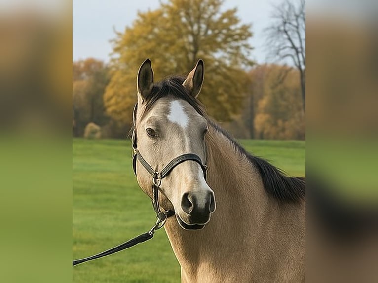 Pony tedesco Castrone 3 Anni 144 cm Pelle di daino in Treuenbrietzen