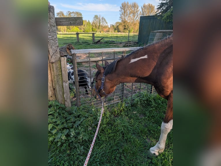 Pony tedesco Castrone 3 Anni 144 cm Pezzato in Rheine
