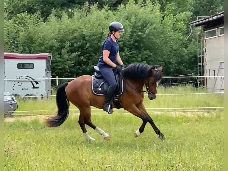 Pony tedesco Castrone 3 Anni 145 cm Baio in Neuferchau