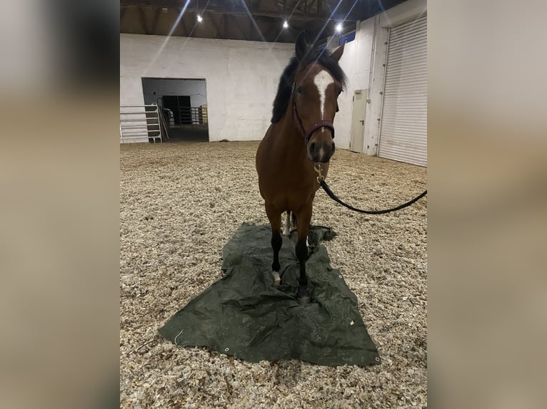 Pony tedesco Castrone 3 Anni 145 cm Baio in Neuferchau