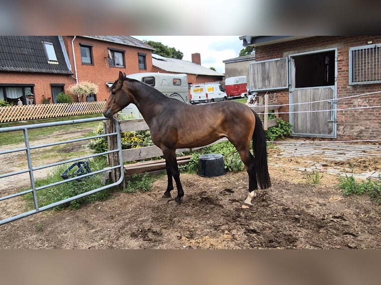 Pony tedesco Castrone 3 Anni 145 cm Baio scuro in Langen