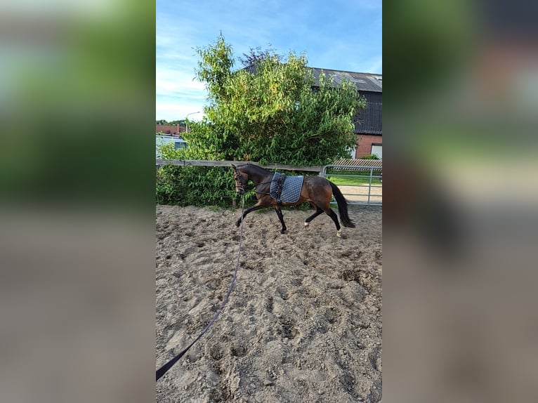 Pony tedesco Castrone 3 Anni 145 cm Baio scuro in Langen