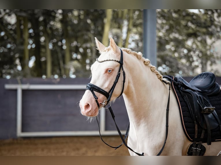 Pony tedesco Castrone 3 Anni 145 cm Cremello in Bochum