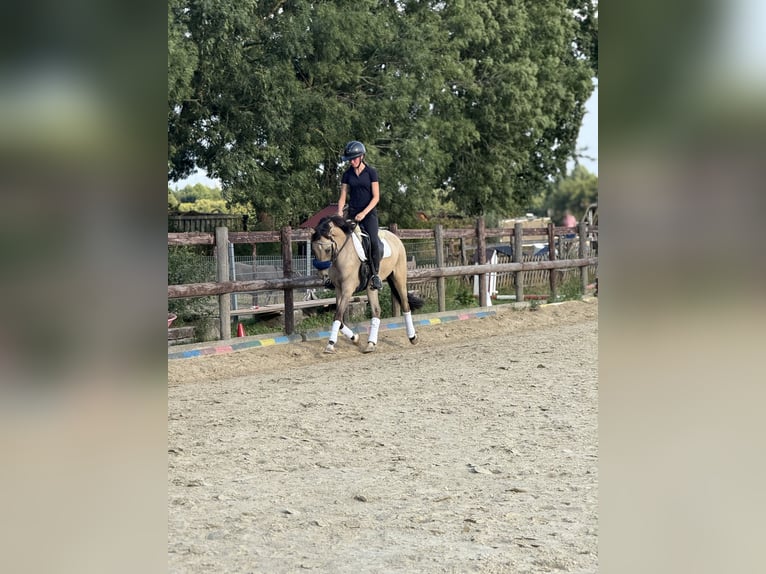 Pony tedesco Castrone 3 Anni 145 cm Falbo in Bergheim