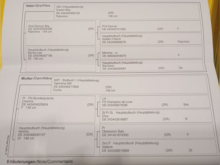 Pony tedesco Castrone 3 Anni 145 cm Palomino in Extertal