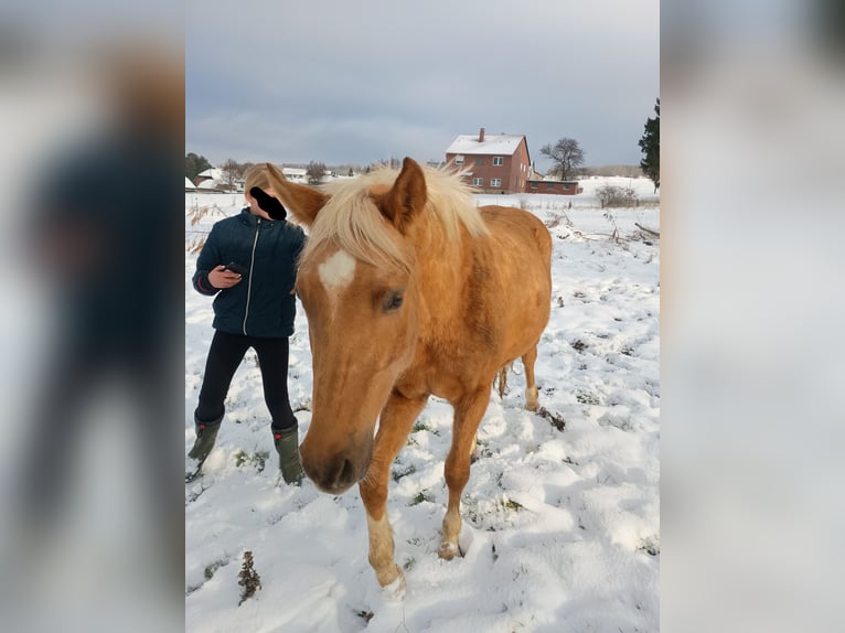 Pony tedesco Castrone 3 Anni 145 cm Palomino in Extertal