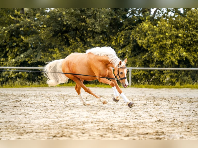 Pony tedesco Castrone 3 Anni 145 cm Palomino in Lüdinghausen