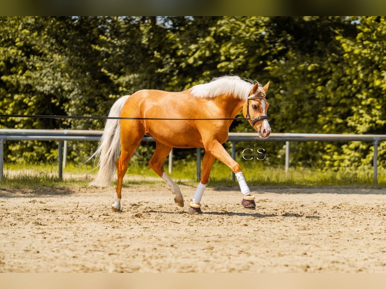 Pony tedesco Castrone 3 Anni 145 cm Palomino in Lüdinghausen