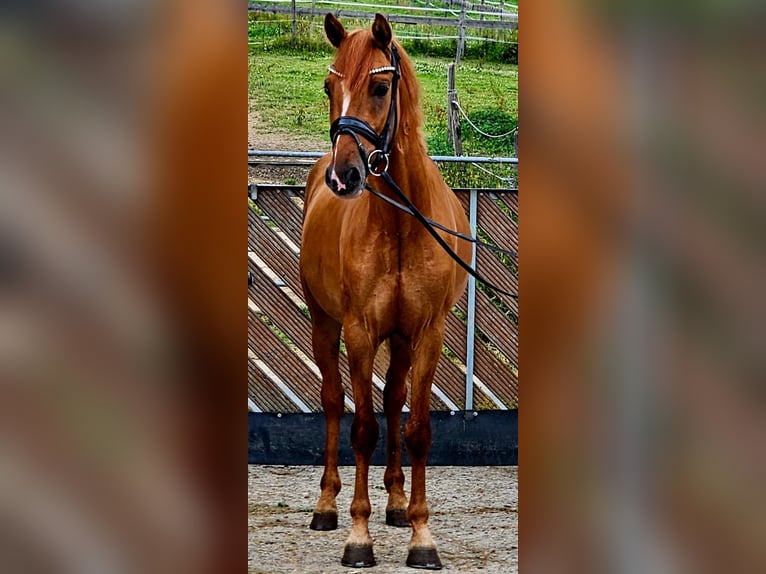 Pony tedesco Castrone 3 Anni 145 cm Red dun in Ruppichteroth