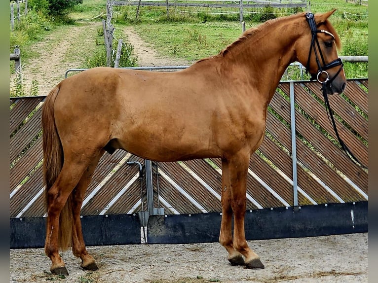 Pony tedesco Castrone 3 Anni 145 cm Red dun in Ruppichteroth