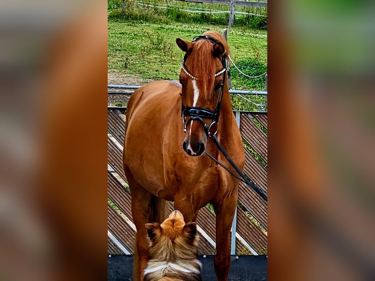 Pony tedesco Castrone 3 Anni 145 cm Red dun in Ruppichteroth