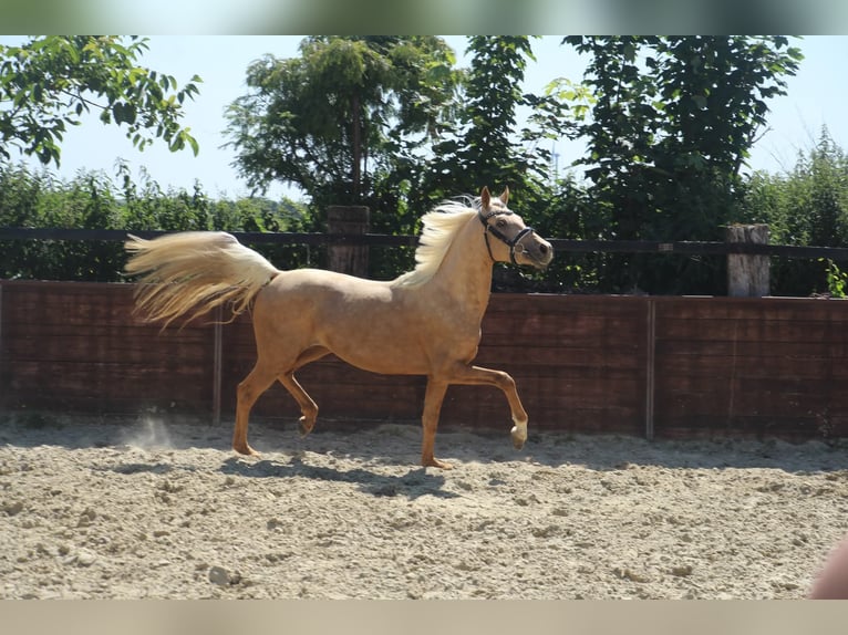 Pony tedesco Castrone 3 Anni 145 cm in Rees