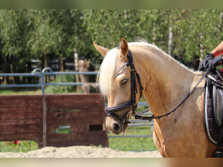 Pony tedesco Castrone 3 Anni 145 cm in Rees