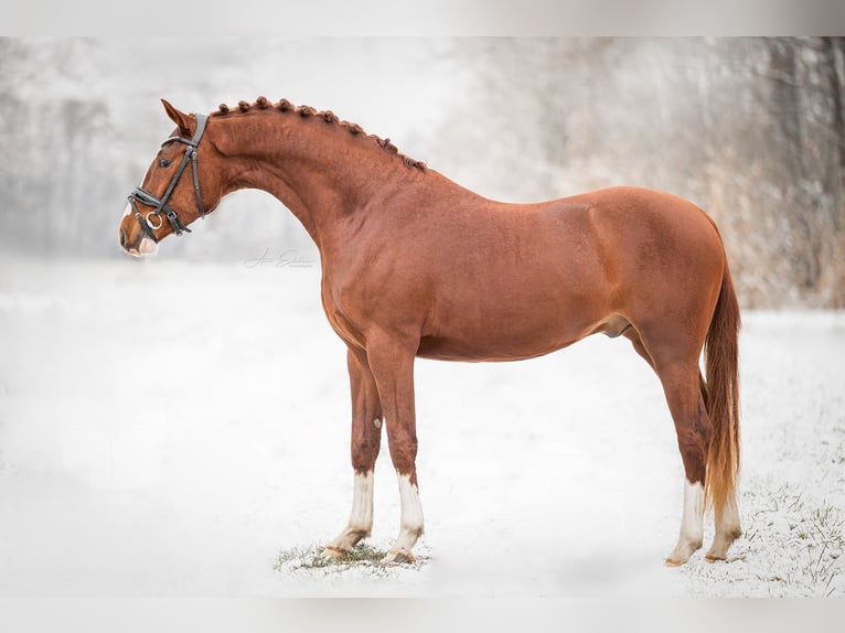 Pony tedesco Castrone 3 Anni 145 cm Sauro in Oost West en Middelbeers