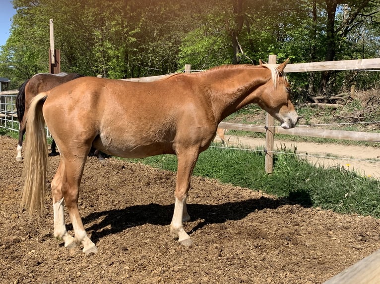 Pony tedesco Castrone 3 Anni 145 cm Sauro in Mülheim-Kärlich