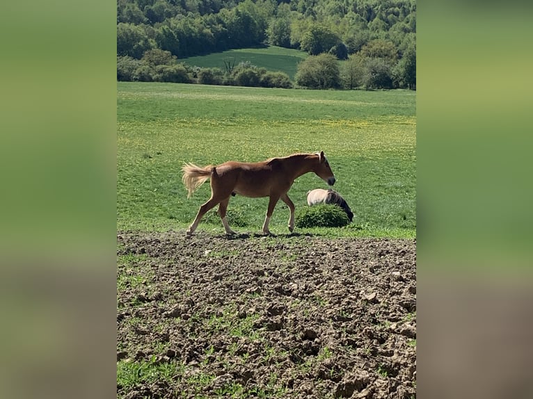 Pony tedesco Castrone 3 Anni 145 cm Sauro in Mülheim-Kärlich