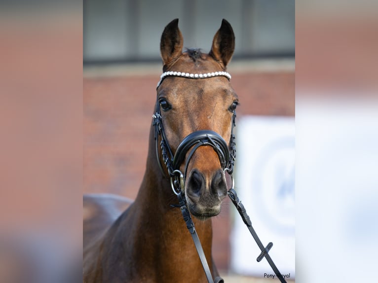 Pony tedesco Castrone 3 Anni 146 cm Baio in Recke