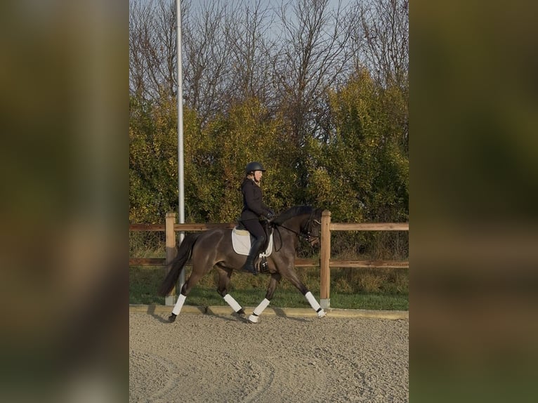 Pony tedesco Castrone 3 Anni 146 cm Baio nero in Emlichheim